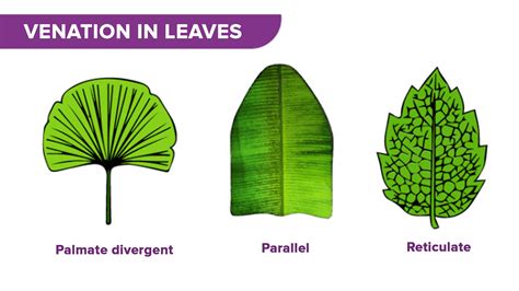 Reticulated Meaning In Bengali .